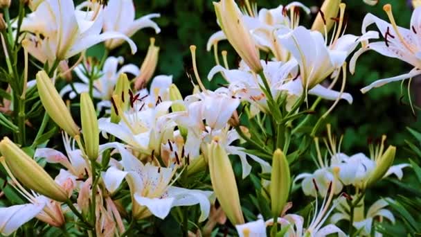 Garten Blüht Lilien Als Rasendekoration Eines Landhauses — Stockvideo
