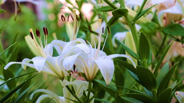 Garten Blüht Lilien Als Rasendekoration Eines Landhauses — Stockvideo