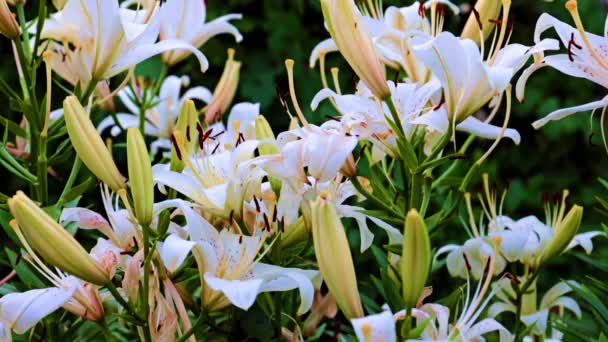 Trädgård Blommor Liljor Som Gräsmatta Dekoration Ett Hus Landet — Stockvideo