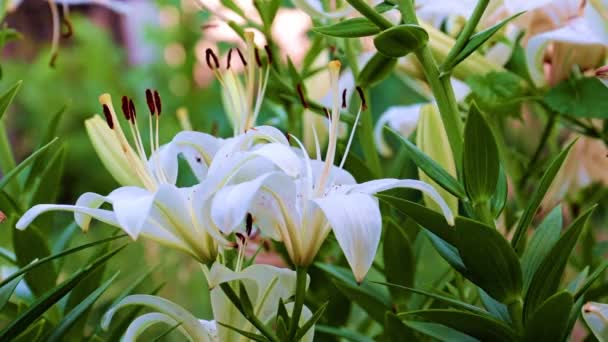 カントリーハウスの芝生の装飾としての庭の花ユリ — ストック動画