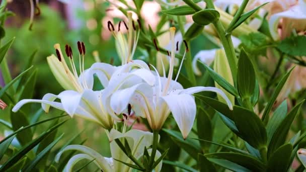 百合花作为乡村房屋的草坪装饰 — 图库视频影像