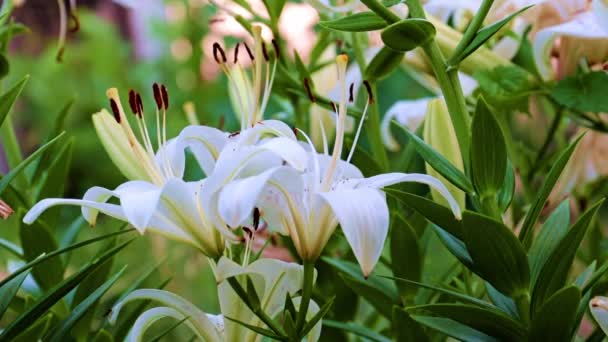 Садовые Цветы Лилии Украшение Газона Загородного Дома — стоковое видео