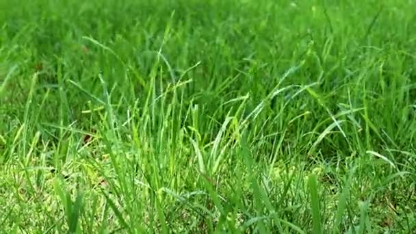 herbe verte fraîche de la pelouse d'une maison de campagne 