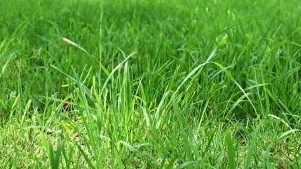 herbe verte fraîche de la pelouse d'une maison de campagne 