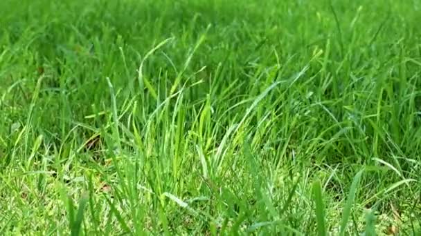 herbe verte fraîche de la pelouse d'une maison de campagne 