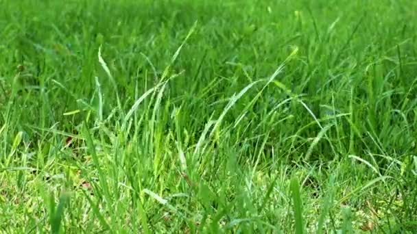 田舎の家の芝生の新鮮な緑の草 — ストック動画