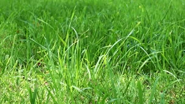 herbe verte fraîche de la pelouse d'une maison de campagne 