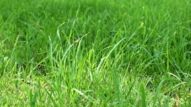 herbe verte fraîche de la pelouse d'une maison de campagne 