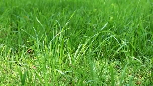 herbe verte fraîche de la pelouse d'une maison de campagne 
