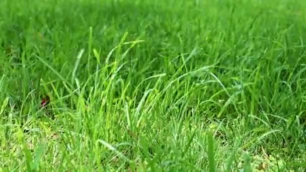herbe verte fraîche de la pelouse d'une maison de campagne 