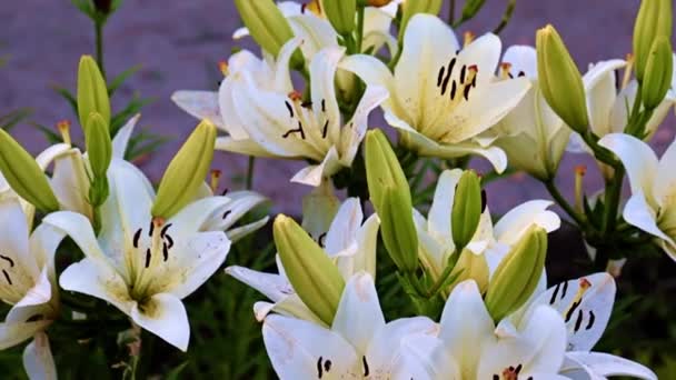 Schöne Gartenblumen Lilie Auf Dem Rasen Als Dekoration Der Landschaft — Stockvideo