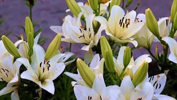 Beautiful Garden Flowers Lily Lawn Decoration Landscape — Stock Video