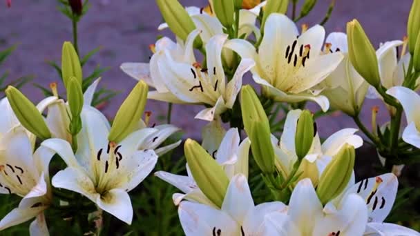 Красиві Садові Квіти Лілія Газоні Прикраса Ландшафту — стокове відео