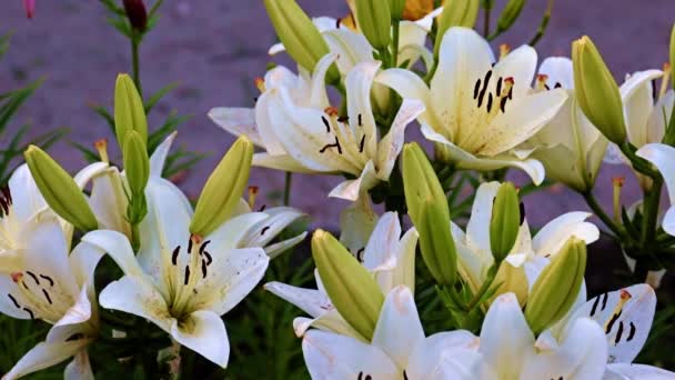 Schöne Gartenblumen Lilie Auf Dem Rasen Als Dekoration Der Landschaft — Stockvideo