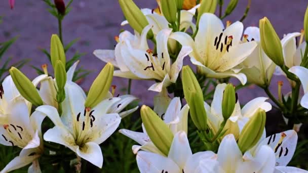 Schöne Gartenblumen Lilie Auf Dem Rasen Als Dekoration Der Landschaft — Stockvideo