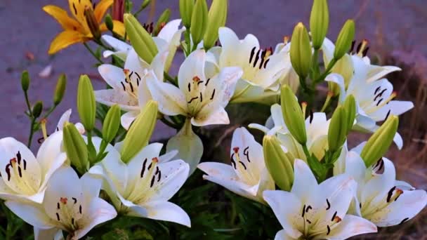 Schöne Gartenblumen Lilie Auf Dem Rasen Als Dekoration Der Landschaft — Stockvideo