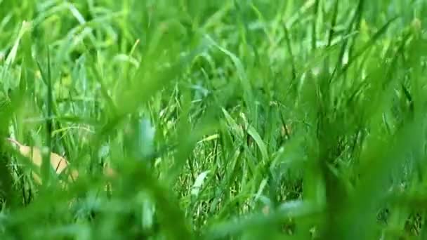 美しい緑の芝生の庭の芝生 — ストック動画