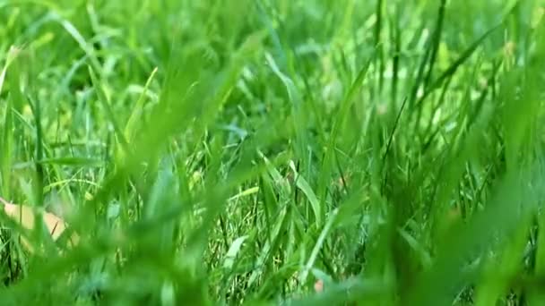 Adorável Grama Verde Fresco Jardim Gramado — Vídeo de Stock