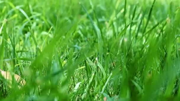 Schönen Frischen Grünen Rasen Garten Rasen — Stockvideo