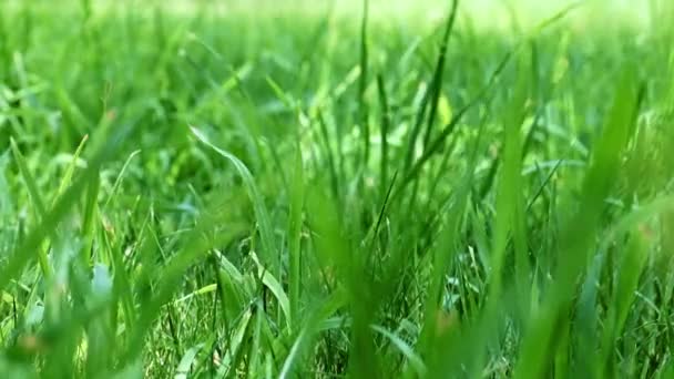 Lovely Fresh Green Grass Garden Lawn — Stock Video