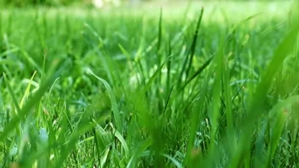 Mooie Frisse Groene Gras Tuin Gazon — Stockvideo