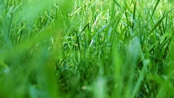 Césped Jardín Hierba Verde Fresco Encantador — Vídeos de Stock