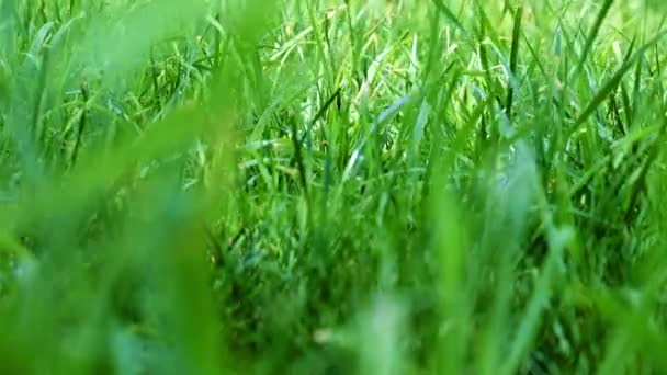 belle pelouse jardin herbe verte fraîche 