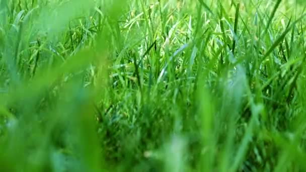 Adorável Grama Verde Fresco Jardim Gramado — Vídeo de Stock