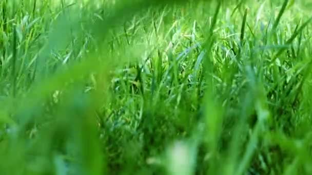 Mooie Frisse Groene Gras Tuin Gazon — Stockvideo