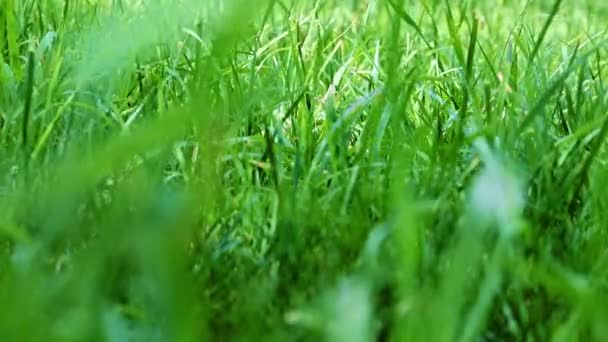 Césped Jardín Hierba Verde Fresco Encantador — Vídeo de stock