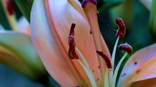 Stempel Und Blütenblätter Der Schönen Gartenlilie Als Phallisches Symbol — Stockvideo