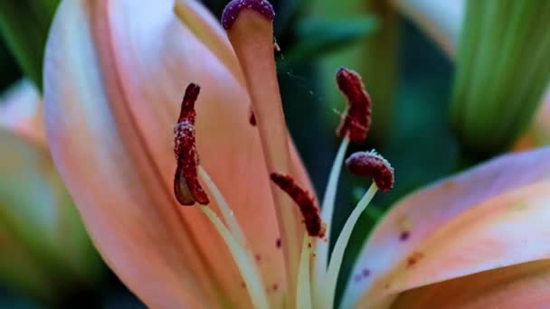 Pistil Petals Beautiful Garden Lily Flower Phallic Symbol — Stock Video