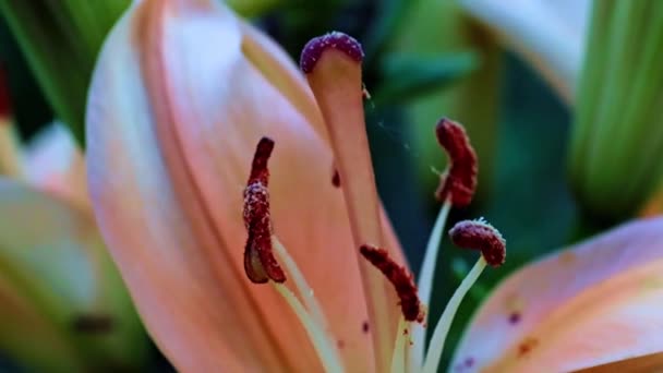 le pistil et les pétales de la belle fleur de lis de jardin comme symbole phallique 