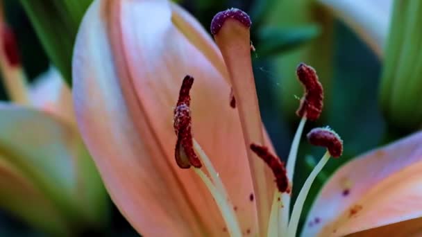 Pistilo Los Pétalos Hermosa Flor Del Lirio Del Jardín Como — Vídeo de stock