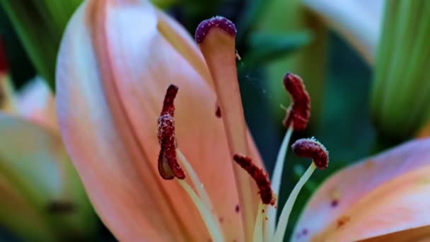 Stempel Und Blütenblätter Der Schönen Gartenlilie Als Phallisches Symbol — Stockvideo