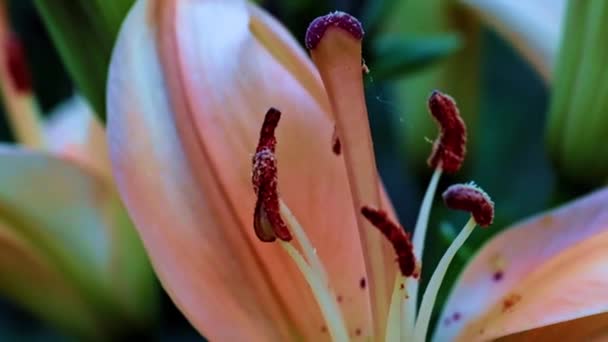 Pistil Petals Beautiful Garden Lily Flower Phallic Symbol — Stock Video