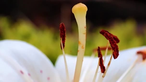 Pistilo Pétalas Bela Flor Lírio Jardim Como Símbolo Fálico — Vídeo de Stock