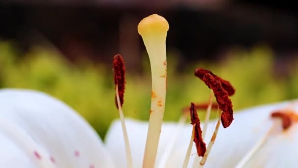 Pisztoly Szirmok Gyönyörű Kert Liliom Virág Mint Egy Fallikus Szimbólum — Stock videók