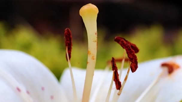le pistil et les pétales de la belle fleur de lis de jardin comme symbole phallique 
