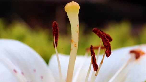 美丽的花园百合花的雌蕊和花瓣 象征着百合 — 图库视频影像