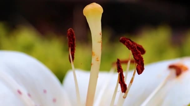 Pistil Και Πέταλα Του Όμορφου Λουλουδιού Του Κήπου Φαλλικό Σύμβολο — Αρχείο Βίντεο