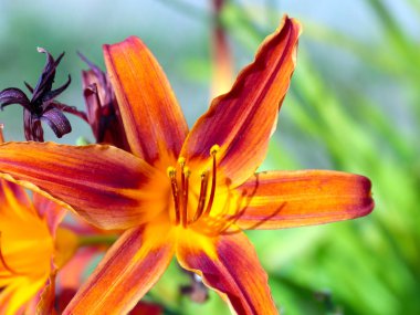 Parkı süslemek için güzel bir zambak çiçeği.