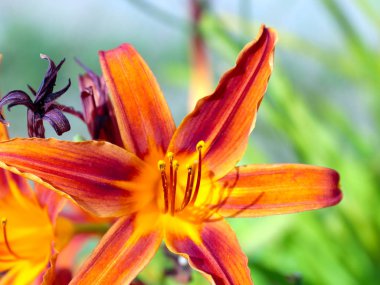 Parkı süslemek için güzel bir zambak çiçeği.