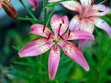 Parkı süslemek için güzel bir zambak çiçeği.