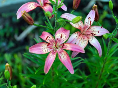 Parkı süslemek için güzel bir zambak çiçeği.