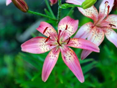 Parkı süslemek için güzel bir zambak çiçeği.