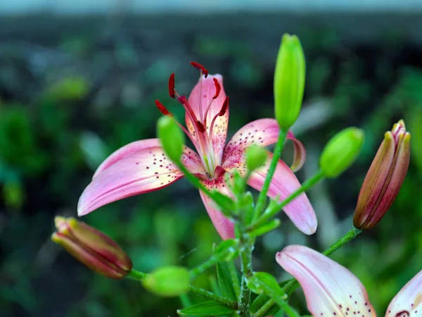 Красивый Цветок Лилии Украшение Зоны Отдыха Парка — стоковое фото