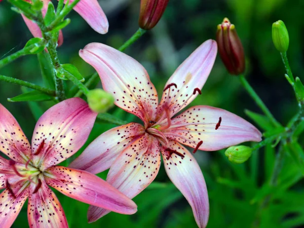 Bela Flor Lírio Como Uma Decoração Área Recreação Parque — Fotografia de Stock