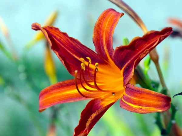 Parkı Süslemek Için Güzel Bir Zambak Çiçeği — Stok fotoğraf