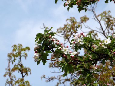 Kiraz ağacının dallarında güzel beyaz narin çiçekler
